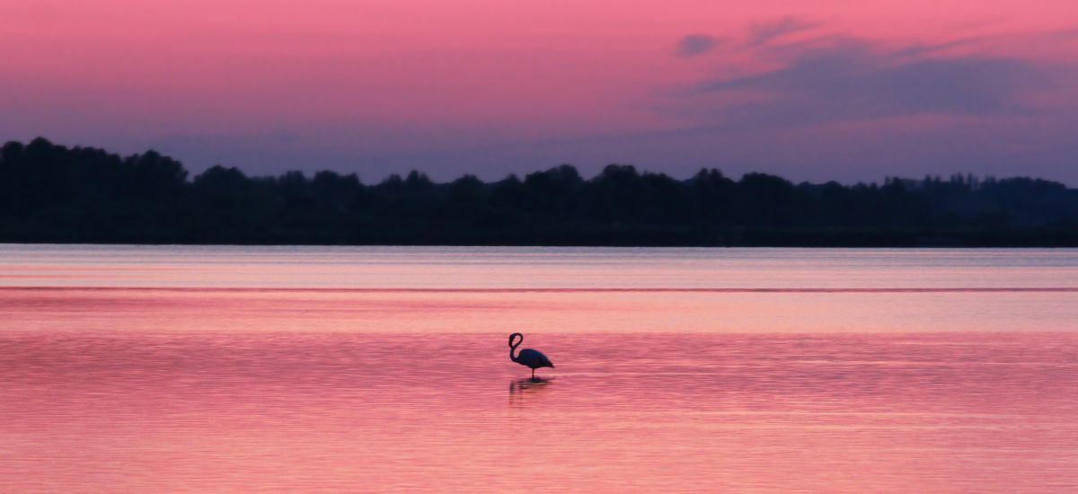 Camargue Lake with flamingos and sunset