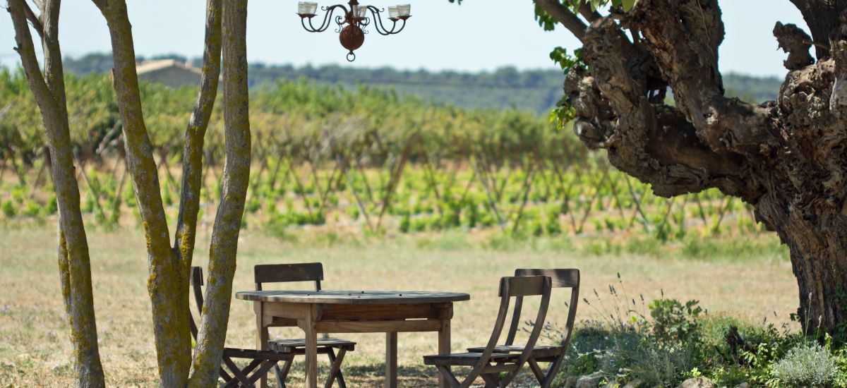 Provence Summer Nature Vineyards 