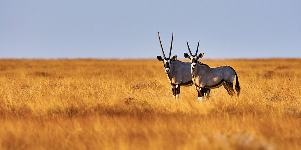 Oryx Namibie shutterstock 273262388