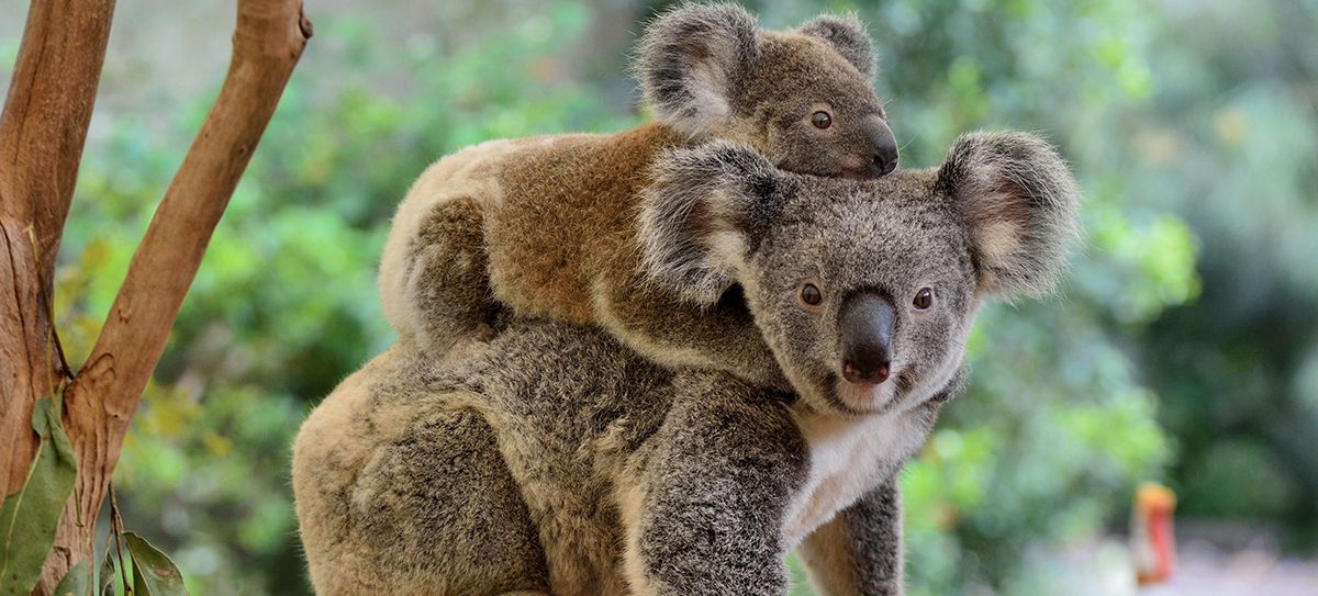 Koalas of Australia luxury