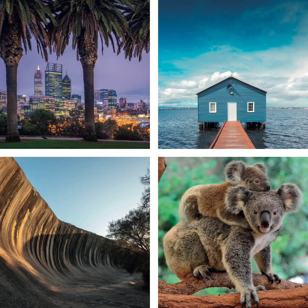 Koalas of Australia luxury