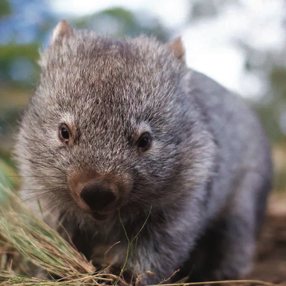 tasmanie wombat australie tour du monde luxe