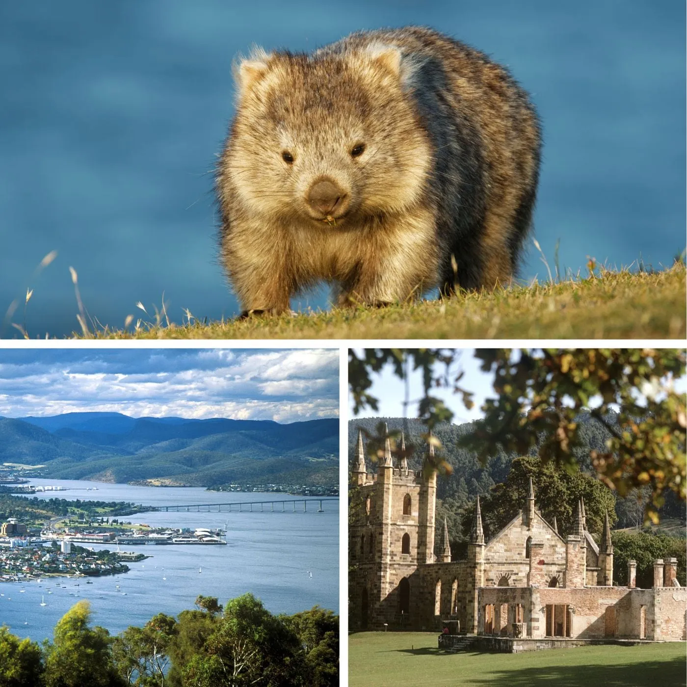 tasmanie wombat australie tour du monde luxe